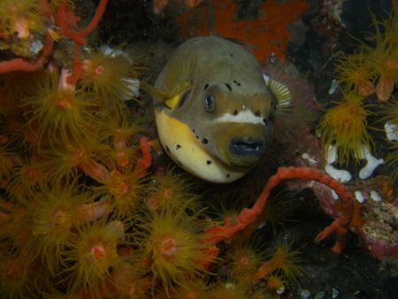 I take this picture of Yellow Popperfish near the drop wa... by Jun Yu 