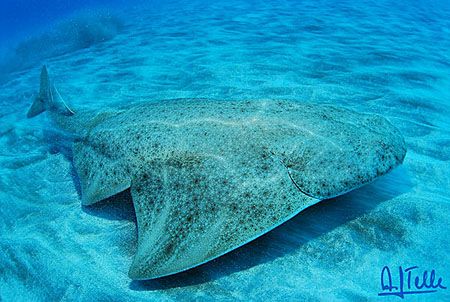 Angel shark. Caleta de Abajo, Gran Canaria, Canary Island... by Arthur Telle Thiemann 