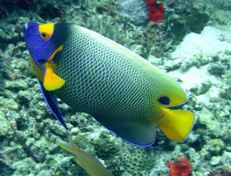 This photo was taken near Sipadan Island off the coast of... by Chuck Gunn 