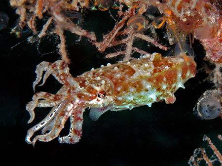 Baby Squid taken in Mabul, Borneo Nikon D70 by Jeannette Howard 