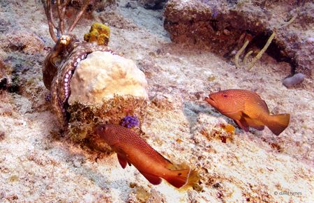 An octo and his two pals near the Wreck of the Rhone in t... by Dale Hymes 