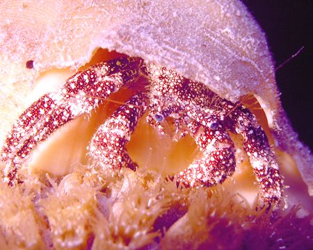 crab at night using a 10w hid and a olympus 8080 by Tim Higgs 