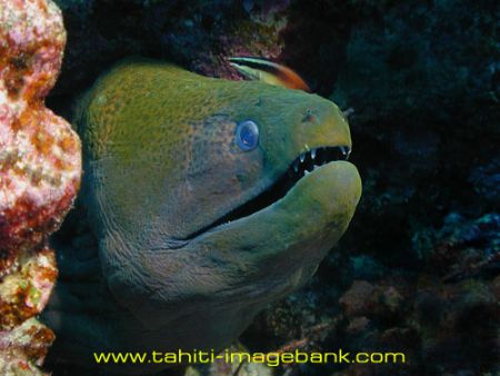 Morey eel. by Eric Pinel 