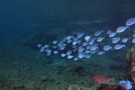 School of glowing blue fish off of Norman Island, BVIs. N... by Dale Hymes 