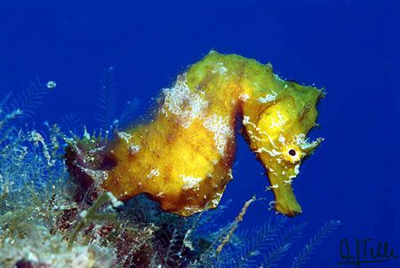 A little seahorse posing perfectly for me. No, don't bele... by Arthur Telle Thiemann 