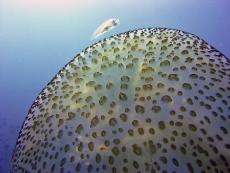 Baby fish seeking protection with a jellyfish by Ian Palmer 