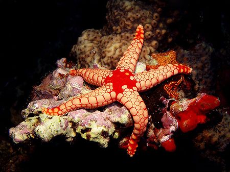 Sea star at night. Maldives. C5050 and a torch. No extern... by Mikel Cortes 
