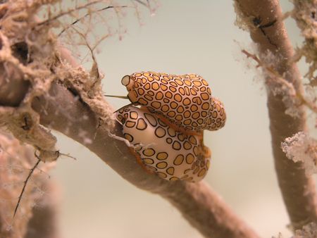 piggy back tongues - natural light with an olympus 8080 by Tim Higgs 