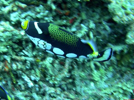 Clown Triggerfish, I use a Nikon Coolpix 7900 with a Fant... by Chuck Gunn 
