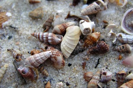 The picture was taken on the beach of Isla de la Juventud... by Robert Roka 