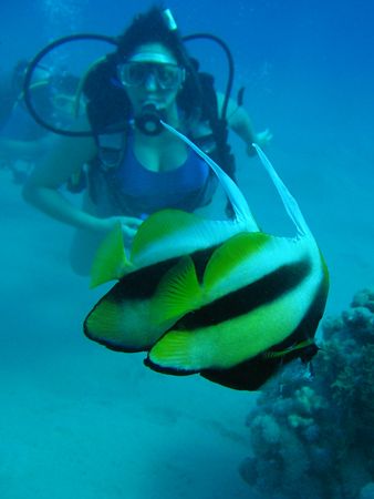These Red Sea Banner Fish form a beautiful foreground to ... by Farhad Edibam 