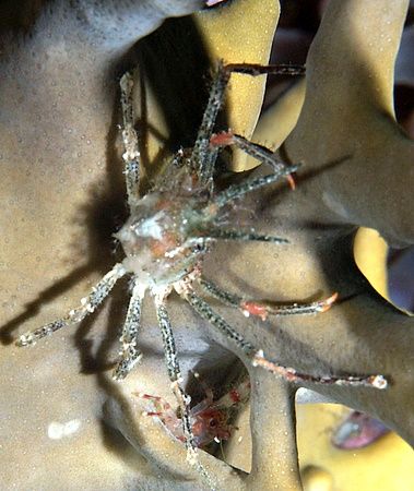Crab taken at Ras Caty with E300. by Nikki Van Veelen 