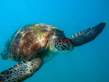 Green turtle :-)
Olympus E 330 by Steve Laycock 