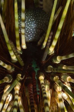 Sea urchin detail. Picture taken in Maumere, Flores, with... by Erika Antoniazzo 