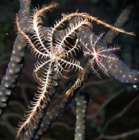 Swimming Crinoid
Babylon - Grand Cayman @ 90feet by Neil Van Niekerk 