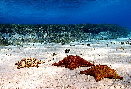 Roatan, Honduras. by Shawn Jackson 