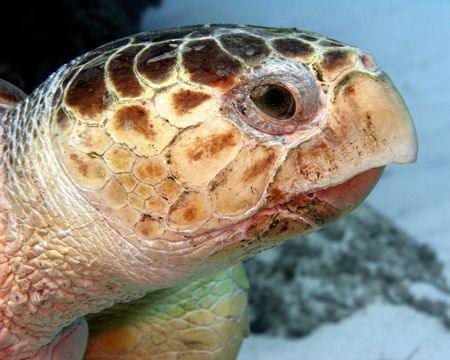 Hawksbill turtle hanging on the edge at Abaco Bahamas - t... by Tim Higgs 