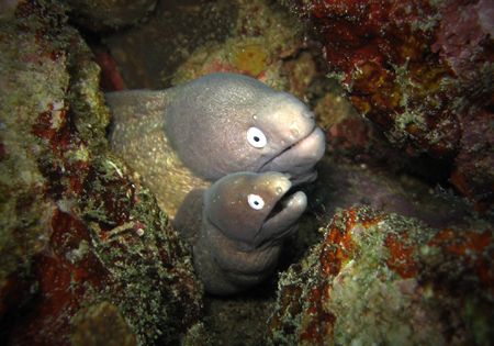 Close Up Shot On Two headed White Eye Moray Eel. by Jun Yu 