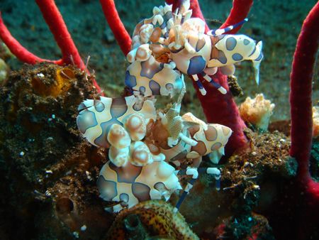 couple of harlequin shrimp tulamben had to take strob off... by Rory Ferguson 