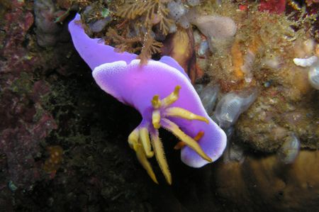 Hypselodoris Bullocki i saw this in kerbys rock anilao ba... by Jun Yu 
