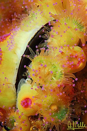 Jewel anemones on the shell of a mussle. Photographed at ... by Arthur Telle Thiemann 