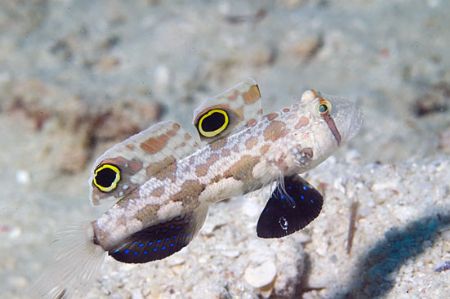 Nikon D100, !05 macro, two strobo
Twin is better that on... by Marchione Giacomo 