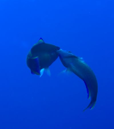 Parrotfish "kissing" by Michael Foulds 