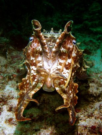 Cuttle Fish at Sipadan by Alex Lim 