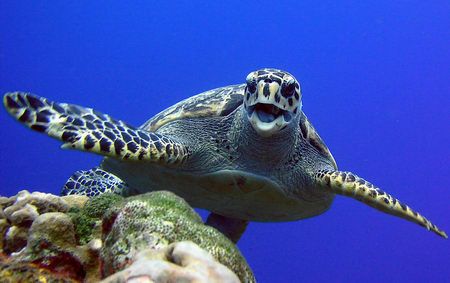 I waited for this turtle hiding behind a coral head and t... by Peter Sinclaire 