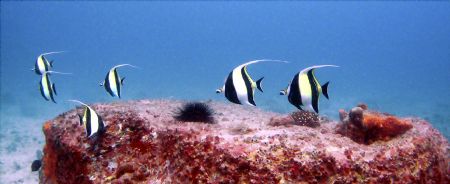 Six Moorish Idols. Taken at about 60 feet off the island ... by Bill Cain 
