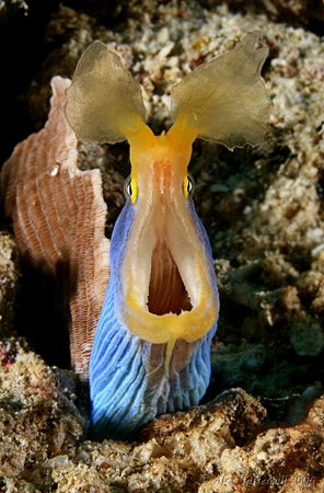 Shiny Ribbon Eel ... with large nostril appendages... Can... by Alex Tattersall 