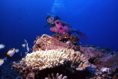 "GLOBAL WARMING?", bleached coral, still a nice dive dest... by Nicolas Pohl 