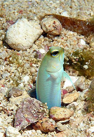 Roatan, Honduras. by Shawn Jackson 