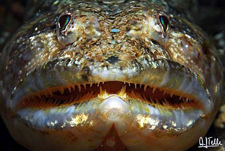 Portrait of a lizzard fish. 
A frecuent species at the C... by Arthur Telle Thiemann 