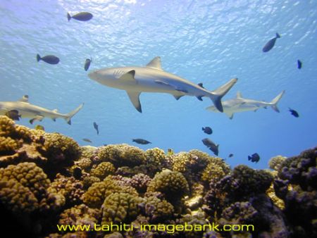 Grey sharks at Manihi Atoll - Tuamotu archipelago by Eric Pinel 