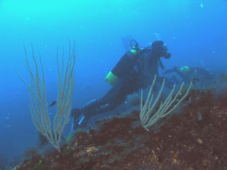 Eunicella singularis & my friends in the Mediterranean se... by Ferdinando Meli 