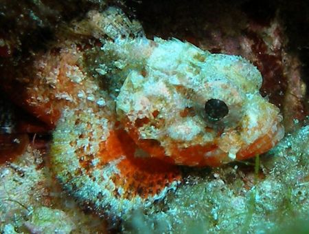 Juvenile Scorpion Fish
Photographed at Chub Hole
Grand ... by Neil Van Niekerk 