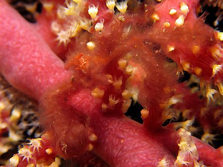 Hairy The OrangUtan Crab!
Taken In Tulamben With Canon S80. by Ed Eng 