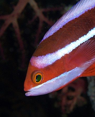 Red sea fairy basslet taken at Shark reef with E300. by Nikki Van Veelen 
