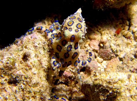 Bluering at the Housreef on a Nightdive by Beate Krebs 