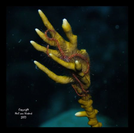 Bristle Starfish on Fire Coral.
Chub Hole, Grand Cayman by Neil Van Niekerk 