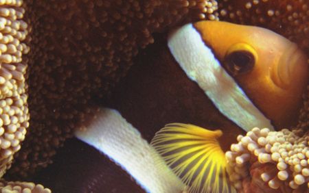 "Sorry to Wake You!"

I found this nice Clownfish sleep... by Nicolas Pohl 