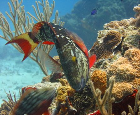 Stoplight Parrotfish (Initial Phase), Natural Light, Whit... by Jason Ames 