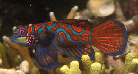 Elusive Mandarinfish, Malapascua Island, Philippines by Jason Campbell 