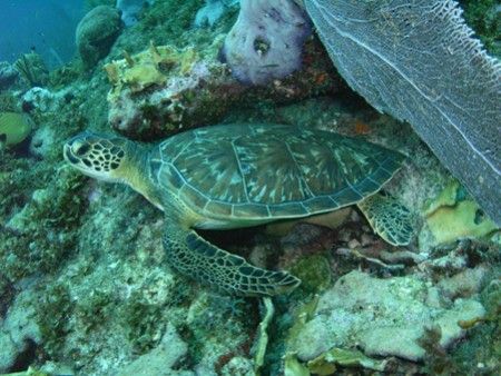 Bonaire Turtle at White Hole, Bonaire. Photo taken with S... by Brett Hughes 