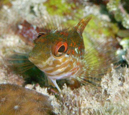 Saddled Blenny by Lora Tucker 