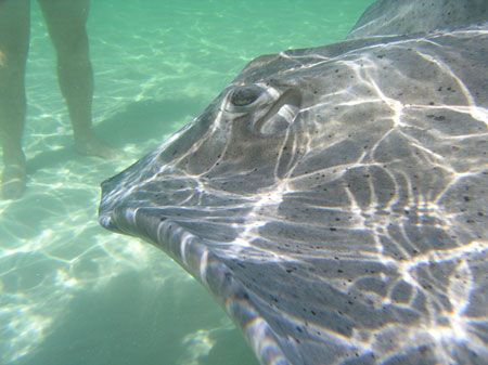 Stingray, Grand Cayman, Oct 2006 by Scott Bundy 
