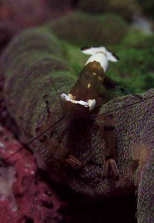 anemone shrimp. by Allen Lee 