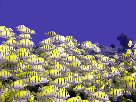 School of Yellow Grunts. by Bill Cain 