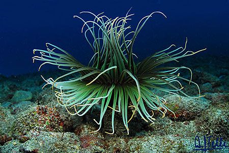 Pachycerianthus. Gran Canaria, Canary Islands.
D200 with... by Arthur Telle Thiemann 